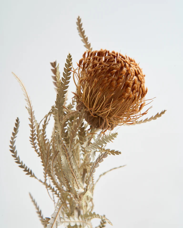 Dried Banksia Formosa