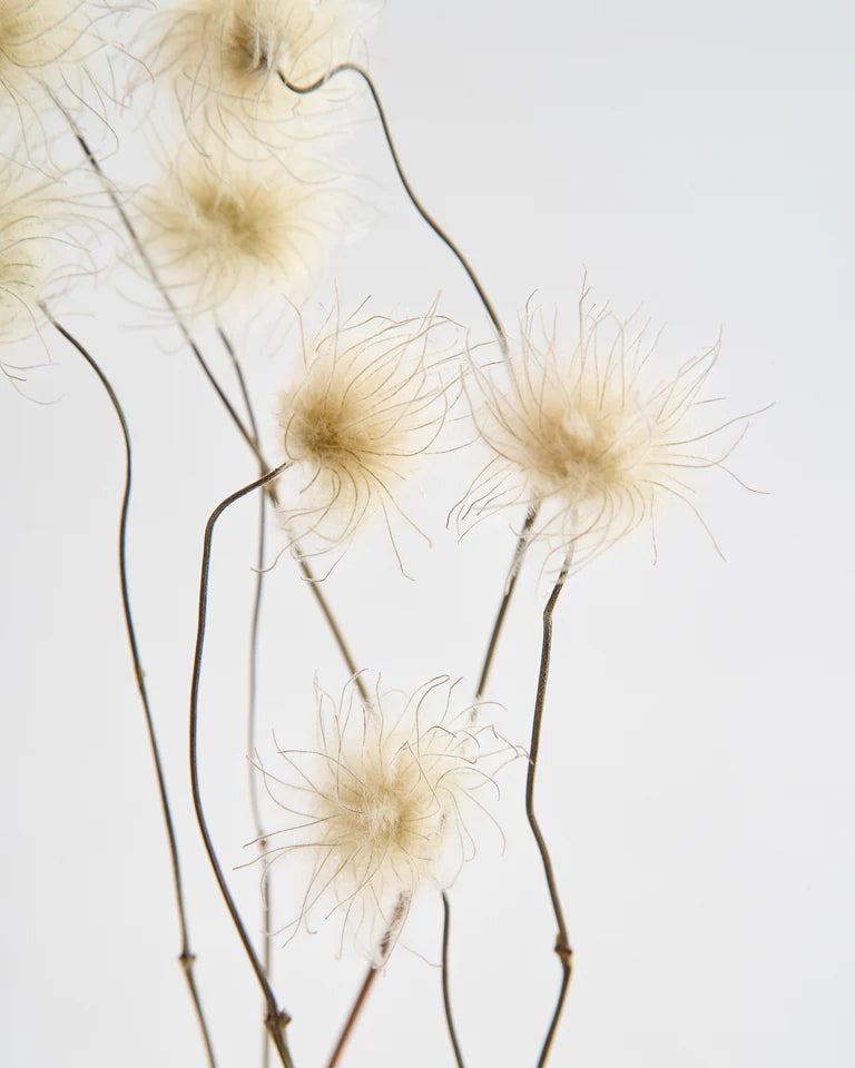 Dried Clematis Wig